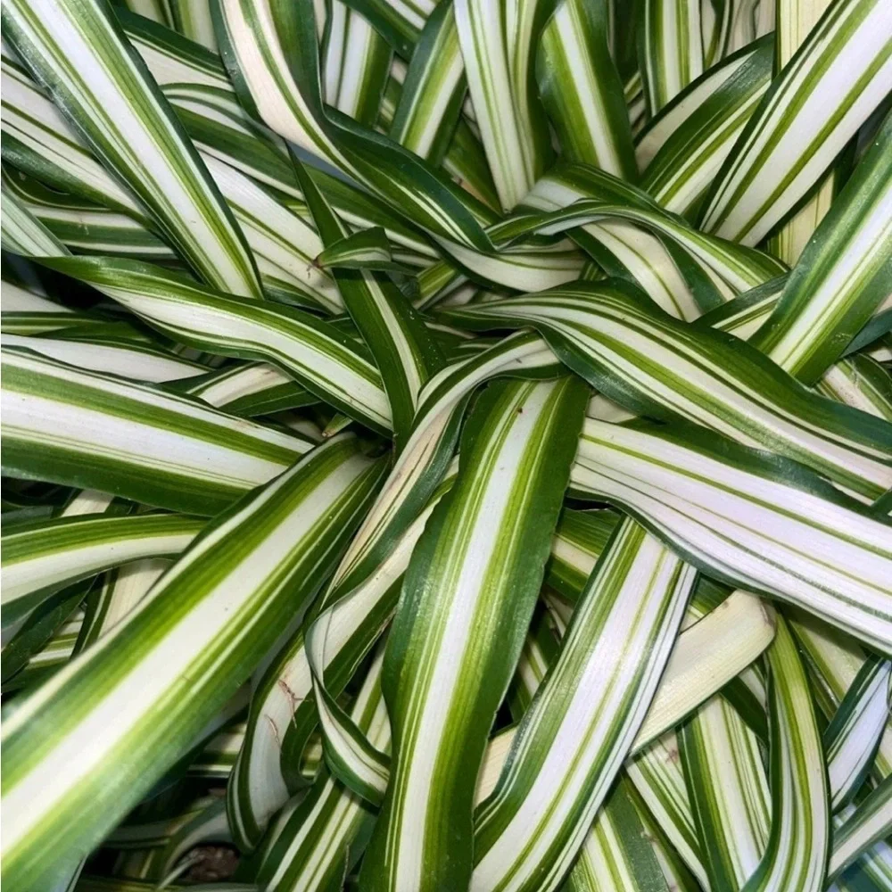 Variegated Spider Plant - Green and Cream Home Accent